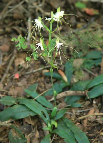 Bonatea pulchella, photographed by Wynand Uys
