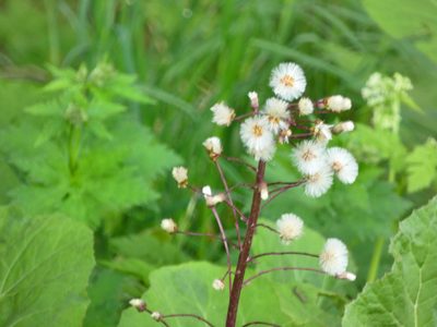 Petasites hybridus, photographed by Norrland