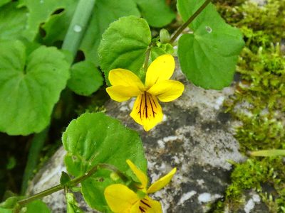 Viola biflora, photographed by Norrland