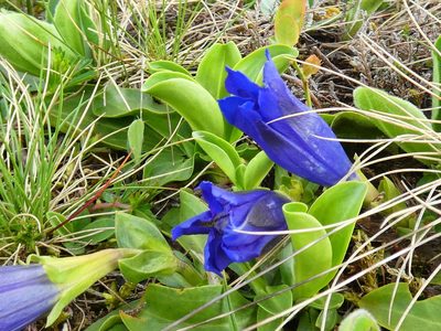 Gentiana acaulis, photographed by Norrland