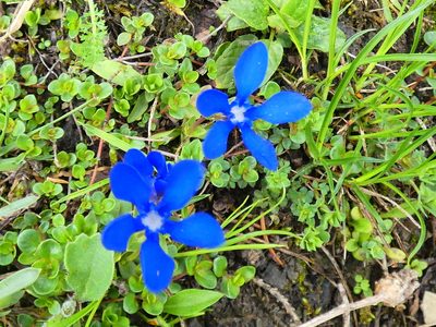 Gentiana verna, photographed by Norrland