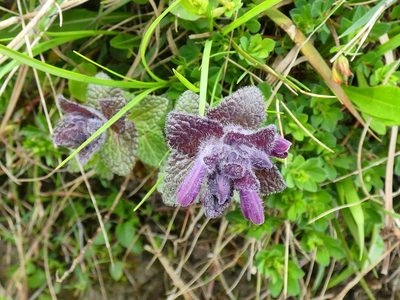 Bartsia alpina, photographed by Norrland