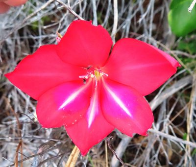 Gladiolus carmineus, photographed by linkie