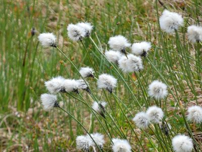 Eriophorum vaginatum, photographed by Norrland