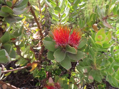 Leucospermum oleifolium, photographed by linkie