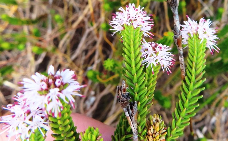 Stilbe ericoides, photographed by linkie