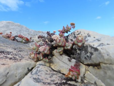 Crassula rupestris, photographed by linkie