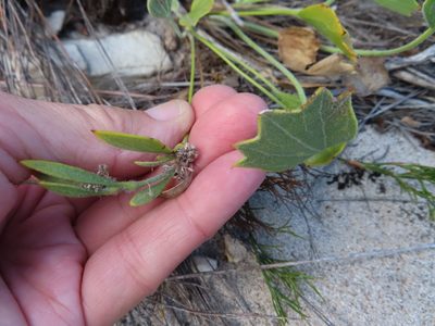 Centella difformis, photographed by linkie