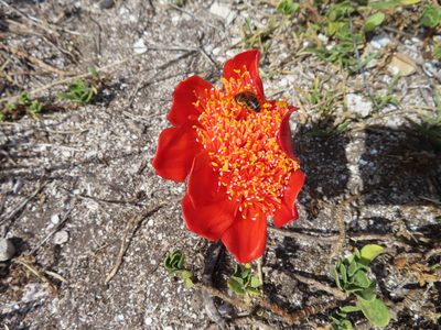 Haemanthus coccineus, photographed by linkie