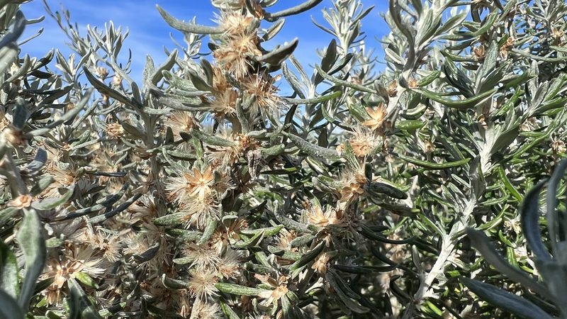 Olearia axillaris, photographed by Brendan McIntyre