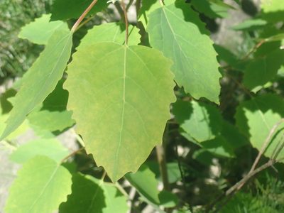 Populus grandidentata, photographed by Lynn Harper