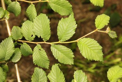 Ulmus minor, photographed by Stephen James McWilliam