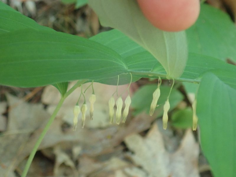 Polygonatum pubescens, photographed by Lynn Harper
