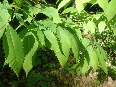 Castanea dentata, photographed by Lynn Harper