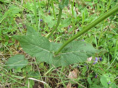 Salvia pratensis, photographed by Marco Mussita