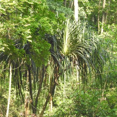 Pandanus furcatus, photographed by Paulmathi Vinod