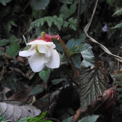 Begonia cathcartii, photographed by Paulmathi Vinod