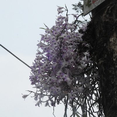 Dendrobium transparens, photographed by Paulmathi Vinod