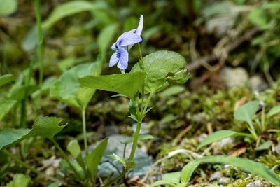Viola rostrata, photographed by David Eberly