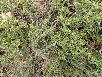 Delosperma cloeteae, photographed by Nicola van Berkel