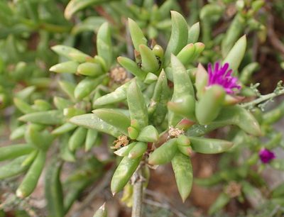 Delosperma cloeteae, photographed by Nicola van Berkel