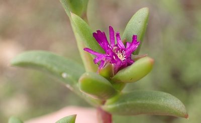 Delosperma cloeteae, photographed by Nicola van Berkel
