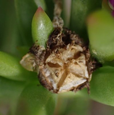 Delosperma cloeteae, photographed by Nicola van Berkel