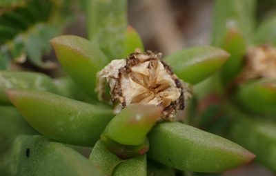 Delosperma cloeteae, photographed by Nicola van Berkel