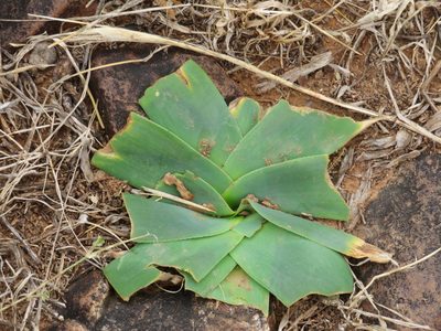 Ammocharis coranica
