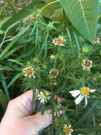 Symphyotrichum welshii, photographed by Carrie Seltzer