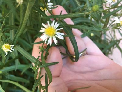 Symphyotrichum welshii, photographed by Carrie Seltzer