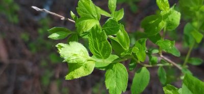 Spiraea media, photographed by Алексей Ябс