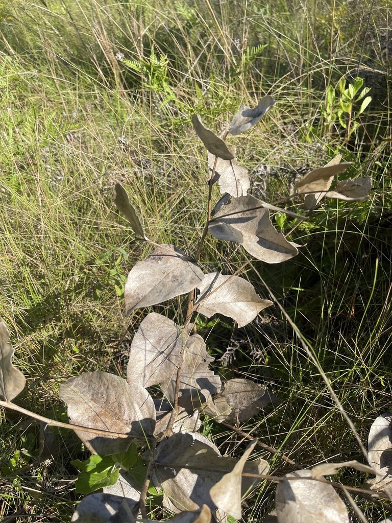 Baptisia simplicifolia, photographed by Brandon Corder