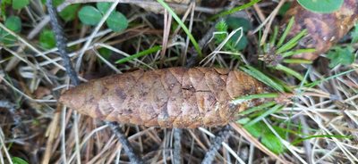 Picea obovata, photographed by Алексей Ябс