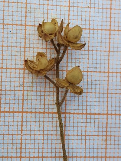 Helianthemum salicifolium, photographed by Mehdi Chetibi
