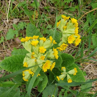 Primula veris, photographed by Cilla Moerman