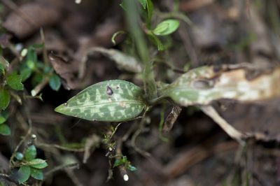 Goodyera schlechtendaliana, photographed by Licheng Shih