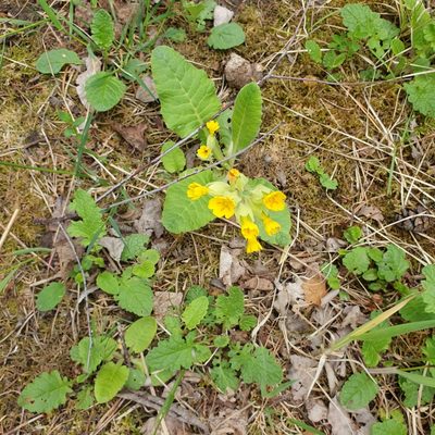 Primula veris, photographed by Cilla Moerman