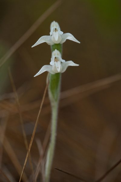 Goodyera schlechtendaliana, photographed by Licheng Shih