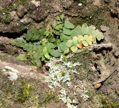 Asplenium platyneuron, photographed by Gordon C. Snelling