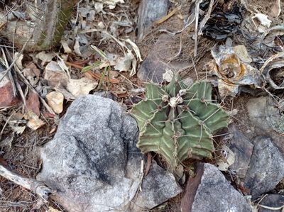 Gymnocalycium friedrichii, photographed by Luis Recalde