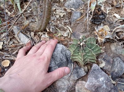 Gymnocalycium friedrichii, photographed by Luis Recalde