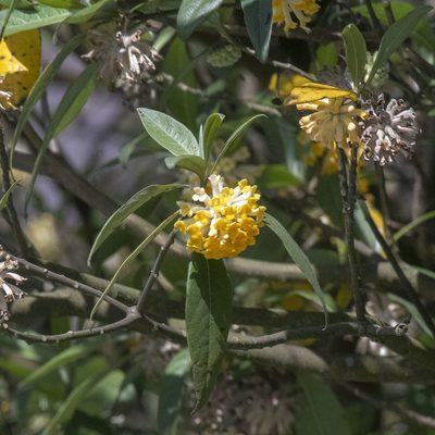Edgeworthia gardneri, photographed by Paulmathi Vinod