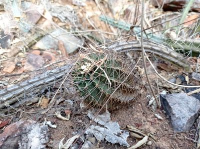 Gymnocalycium friedrichii, photographed by Luis Recalde