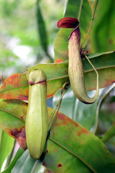 Nepenthes khasiana, photographed by Rohit