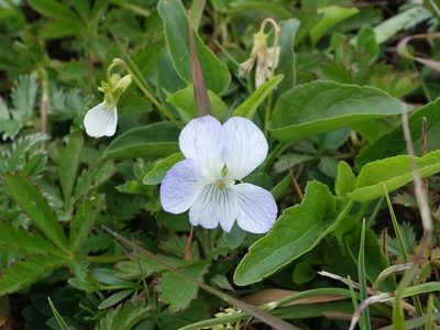 Viola stagnina, photographed by Jamie O'Neill