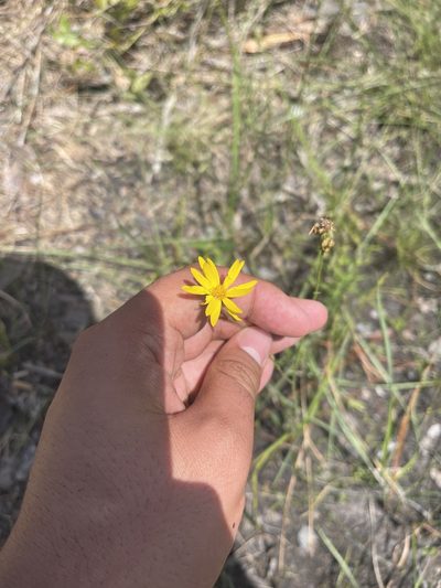 Pityopsis oligantha, photographed by Brandon Corder