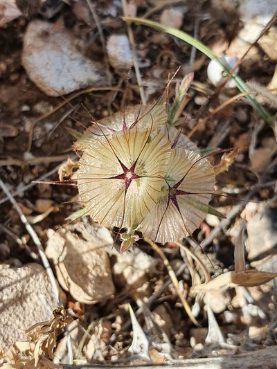 Lomelosia stellata, photographed by Mehdi Chetibi