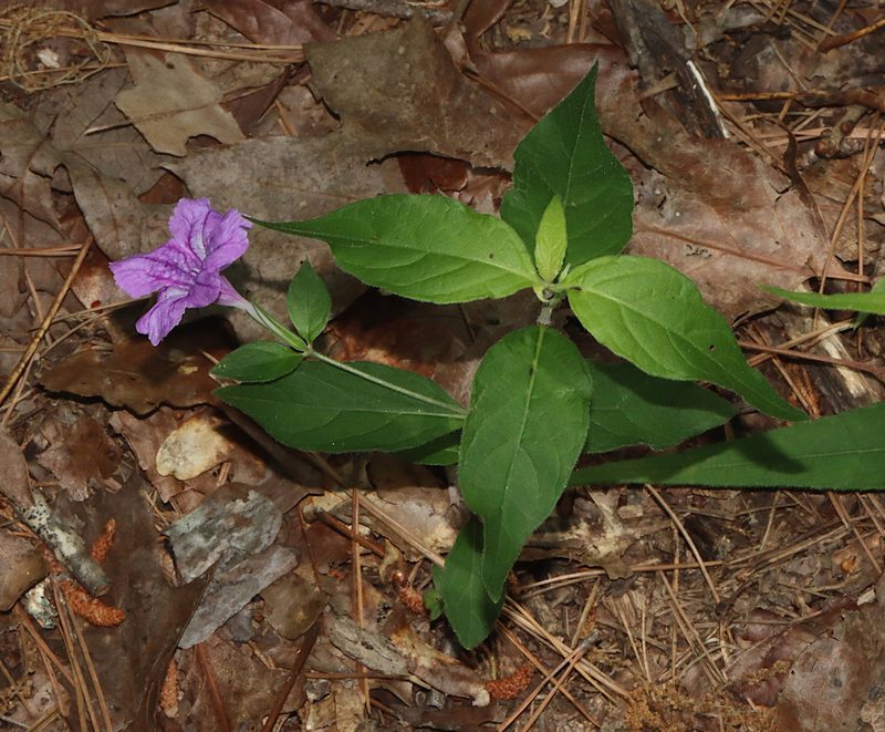 Ruellia pedunculata, photographed by Gordon C. Snelling