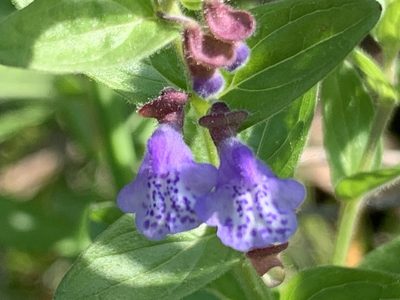 Scutellaria parvula, photographed by Cazody